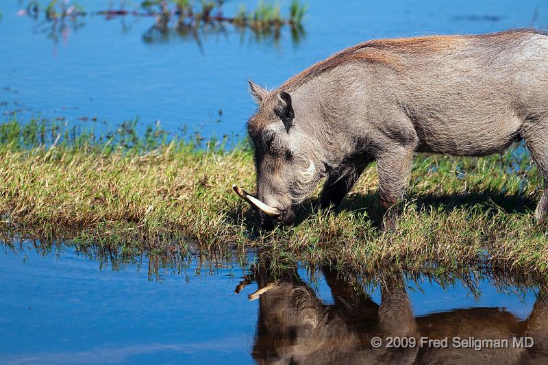 20090613_123038 D300 (1) X1.jpg - Warthogs in Botswana